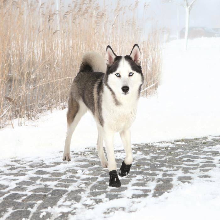 Bottes de protection Walker Active caoutchouc noir L.18.5 cm H.13.5 cm - Trixie