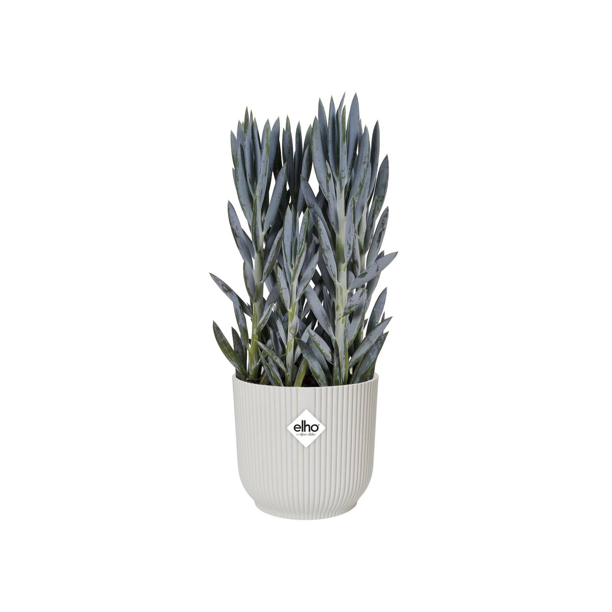Cache-pot polypropylène blanc Ø 22 cm H 20,2 cm - ELHO - Image 4