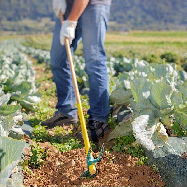 Serfouette forgée panne et fourche bois – LEBORGNE - Imagen 3
