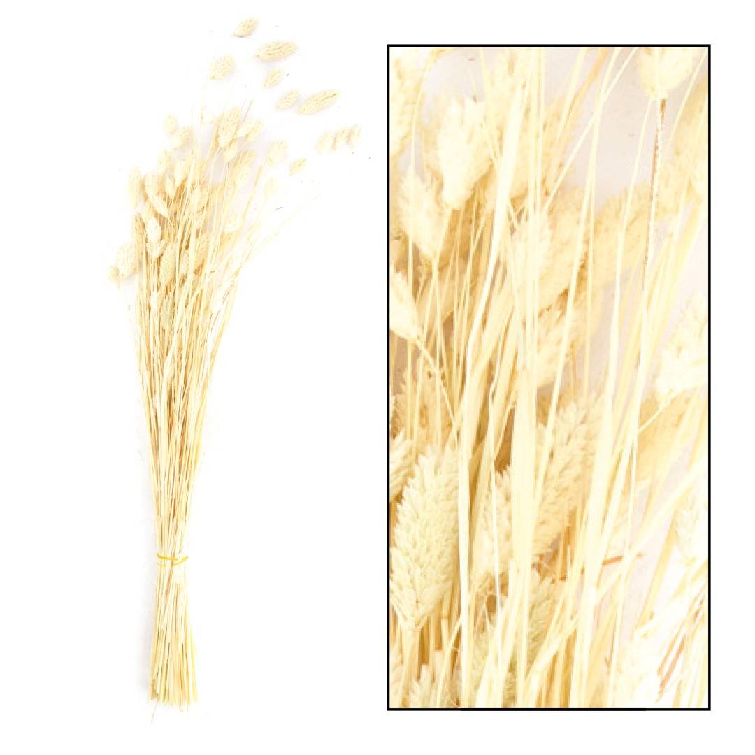 PHALARIS NATURE 50GR