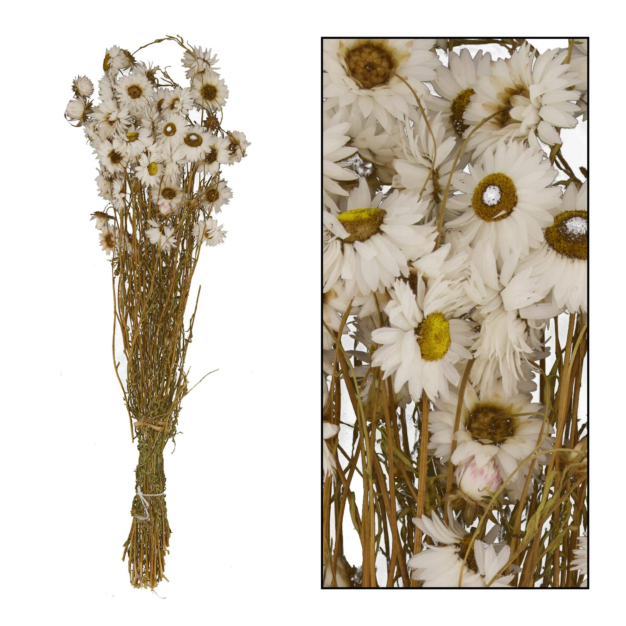 ACROCLINIUM BLANC