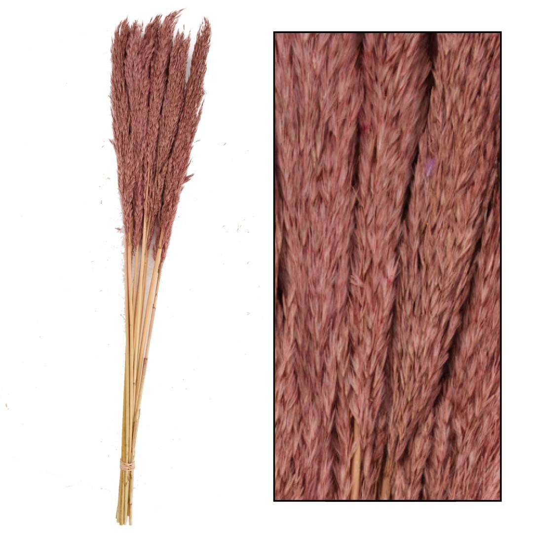 PAMPA LENN 75CM 10PC