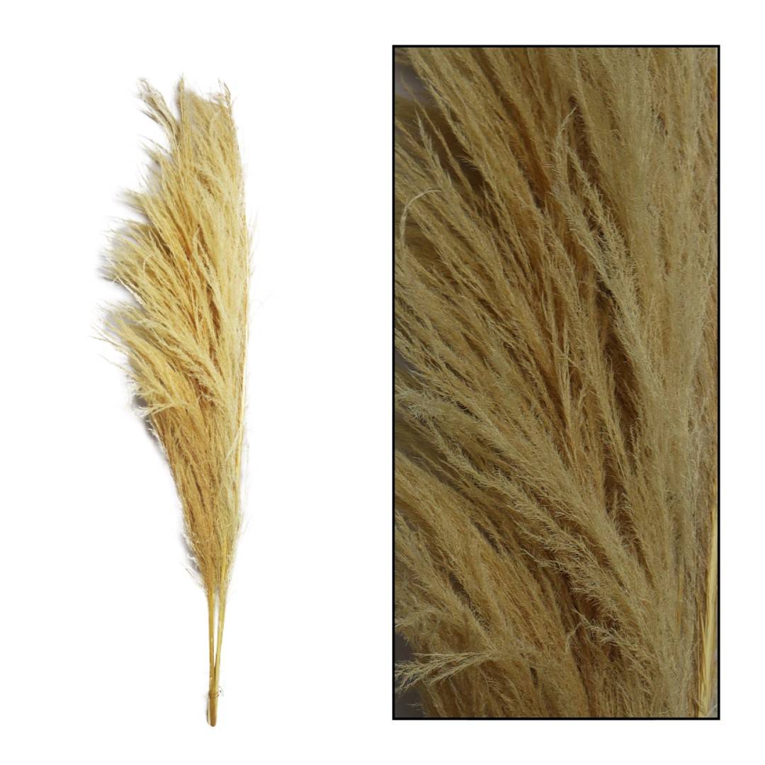 PAMPAS SEM 160CM
