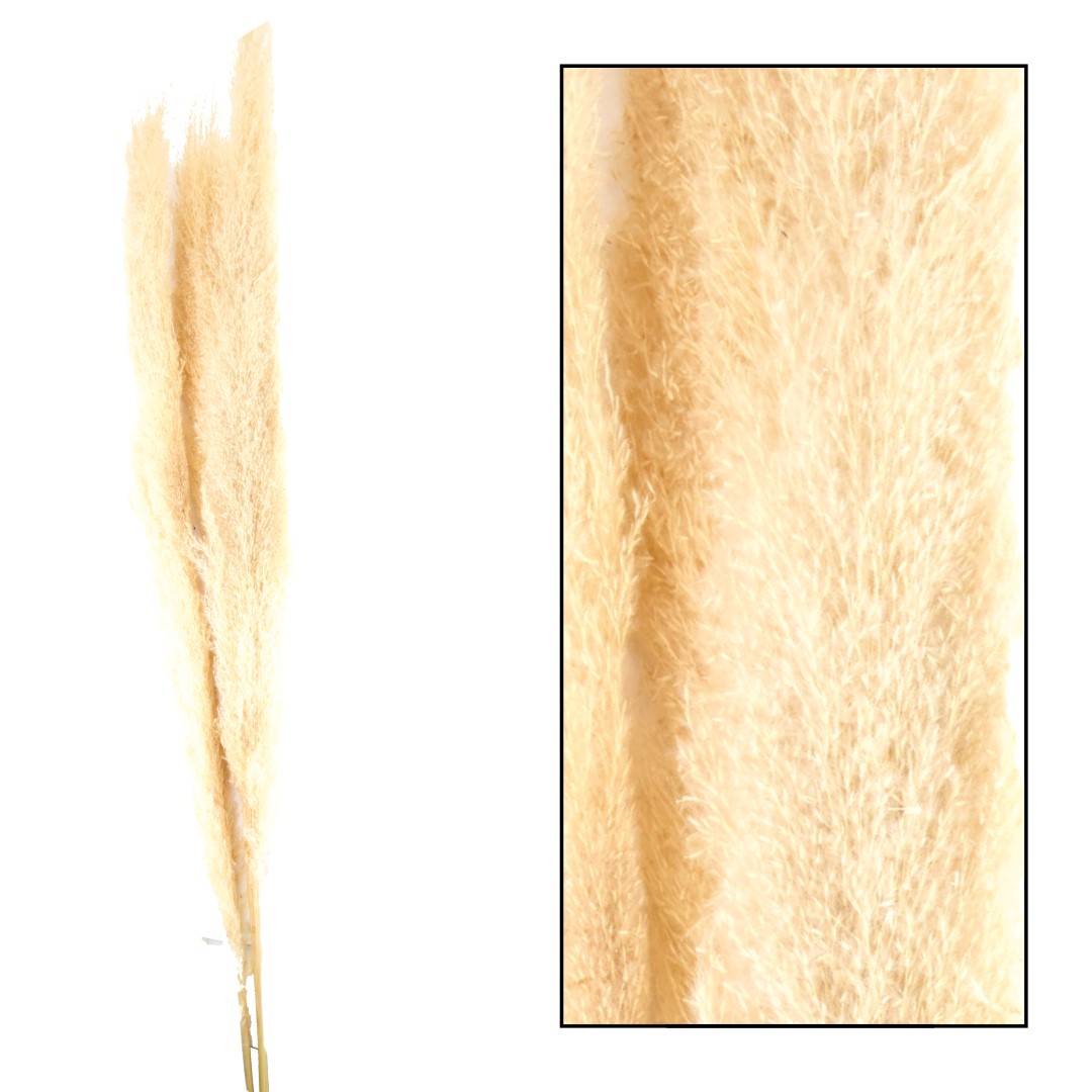 PAMPAS JAXX 3PC