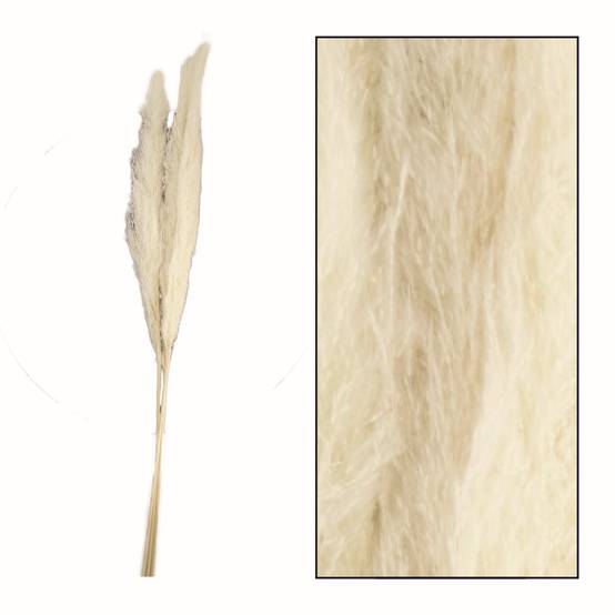 PAMPAS JAXX 3PC