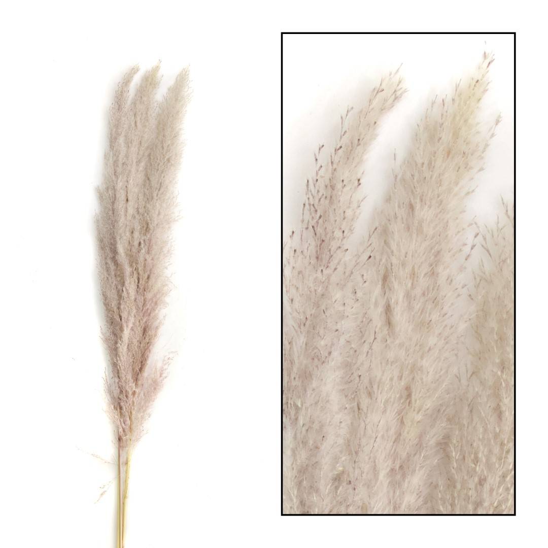 NONAME - PAMPAS MACE 115 117CM 3PC 2