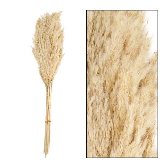 PAMPAS VINZ 75CM 10PC