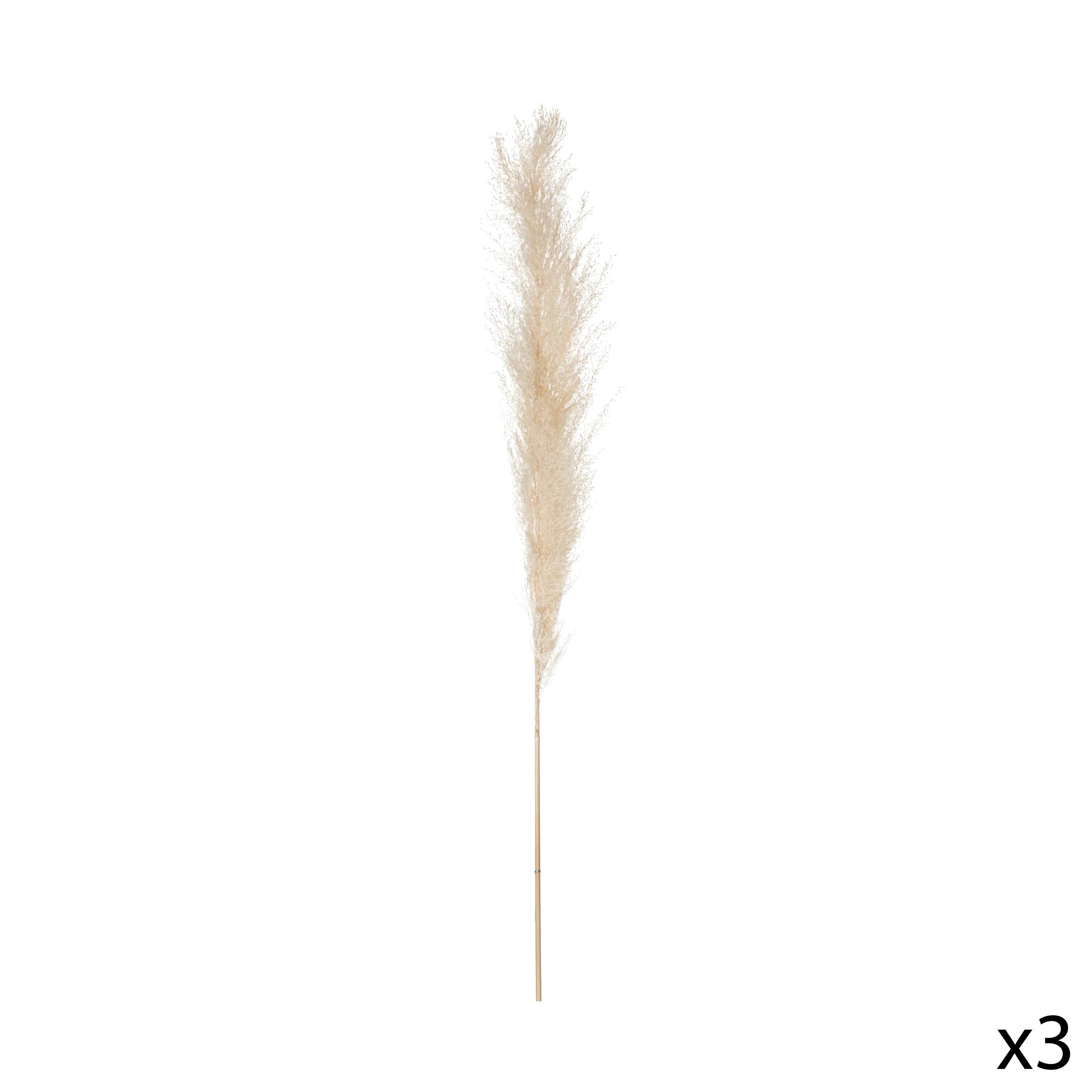 Fleurs séchées Pampa naturelles H 110 cm - ATMOSPHERA