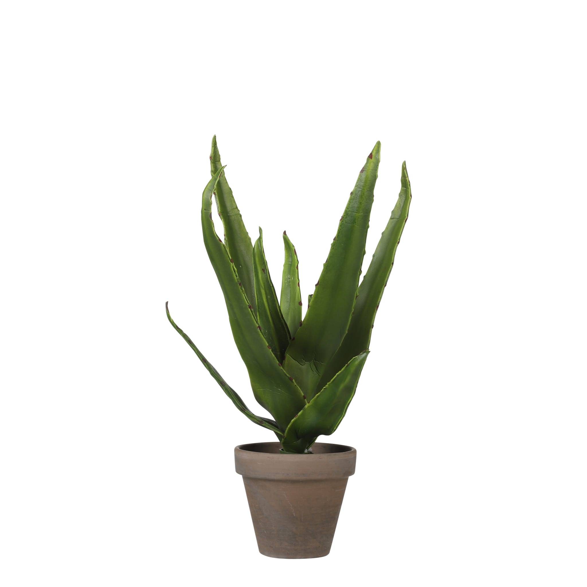 Aloe vera vert en pot Stan gris d9cm -pvc-Vert- h30xd16cm