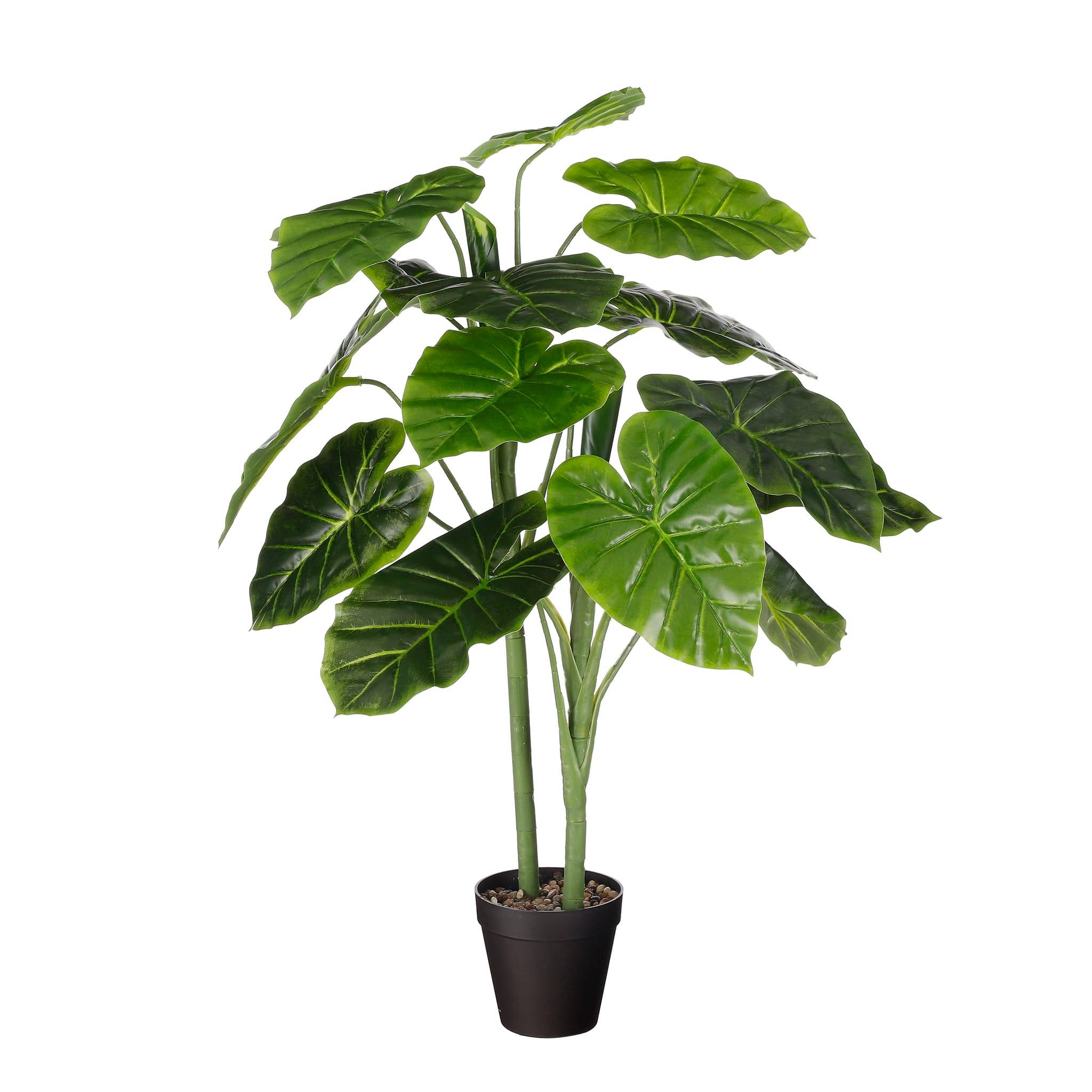 Alocasia en Pot - MICA DECORATIONS