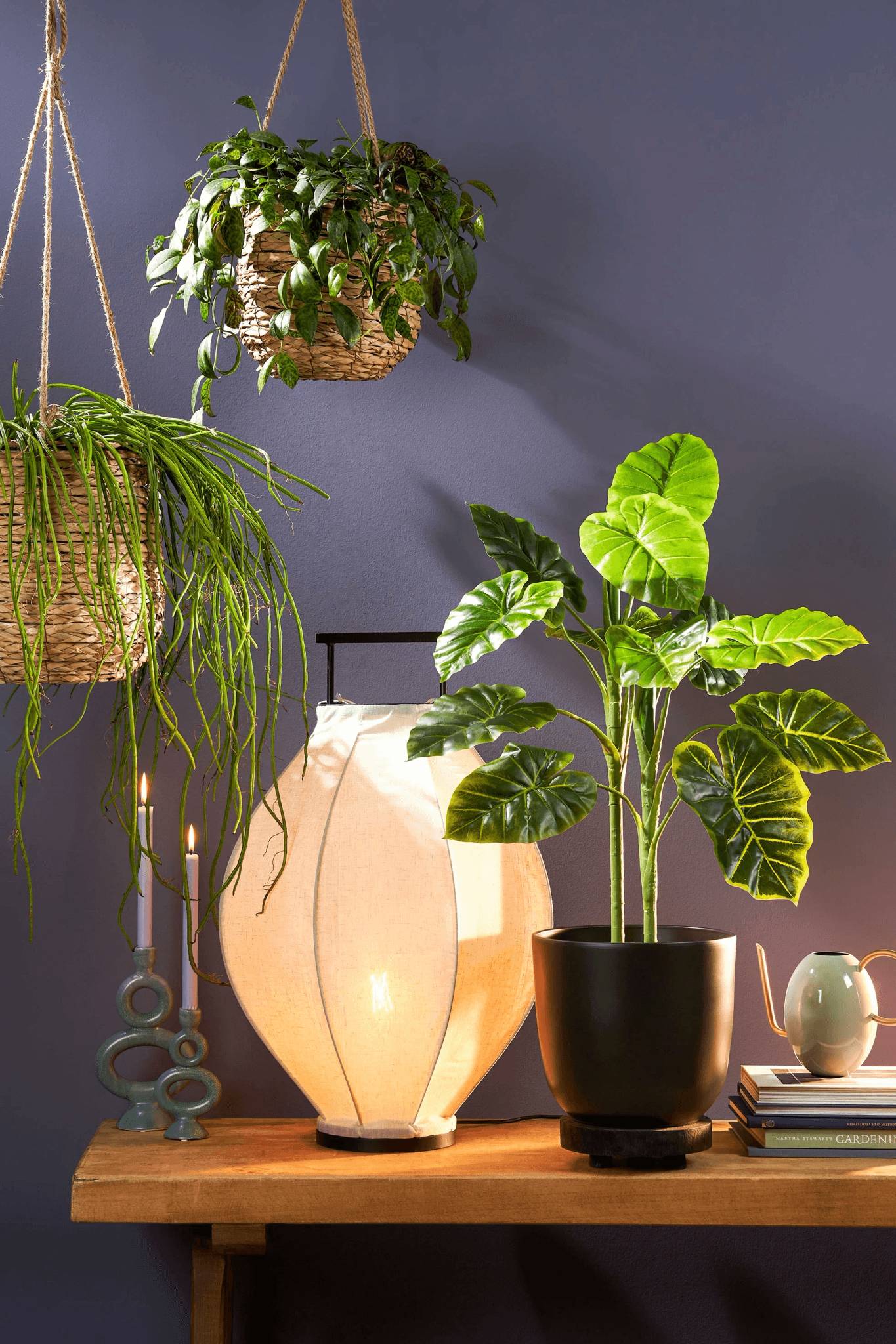 Alocasia en Pot - MICA DECORATIONS - Imagen 5