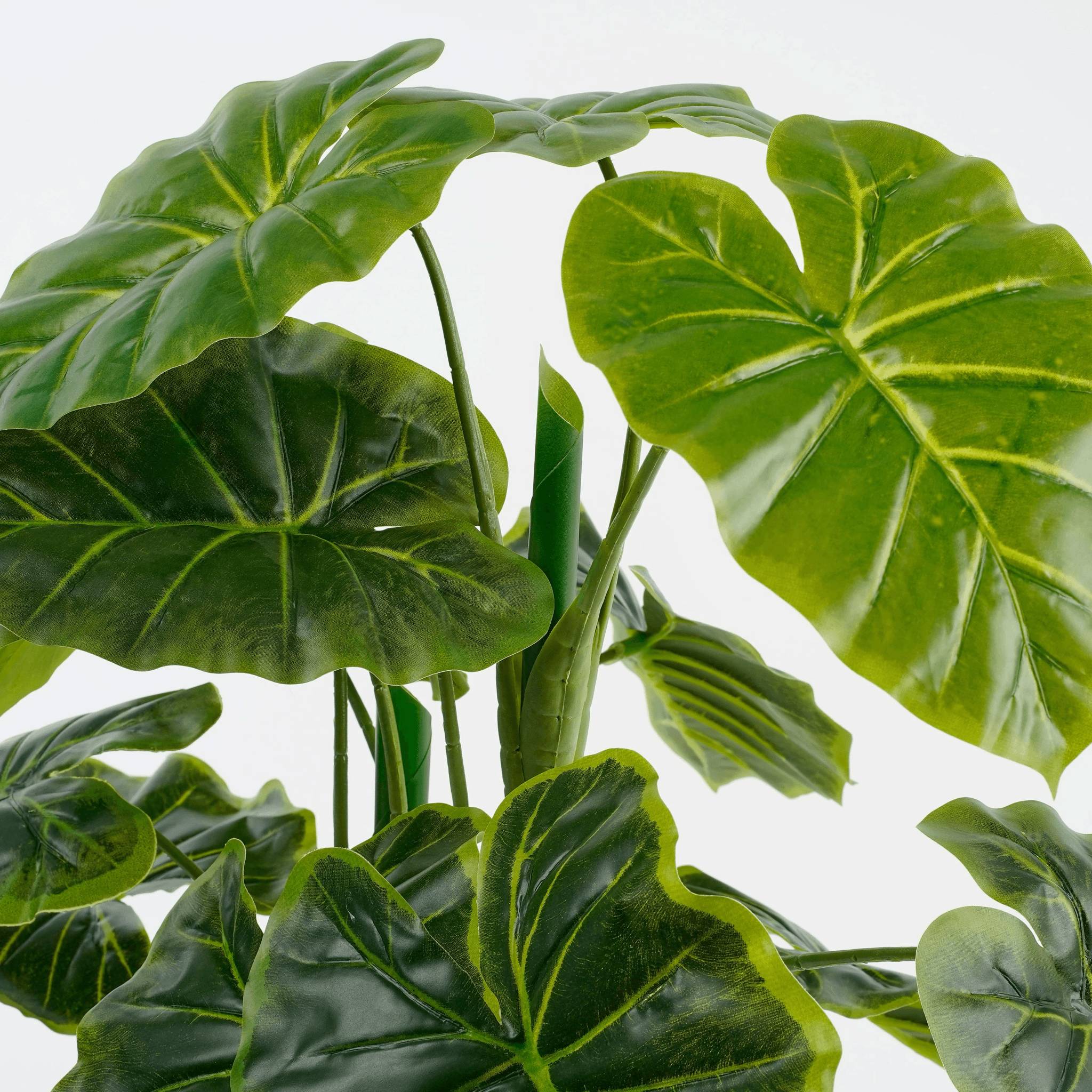 Alocasia en Pot - MICA DECORATIONS - Imagen 6