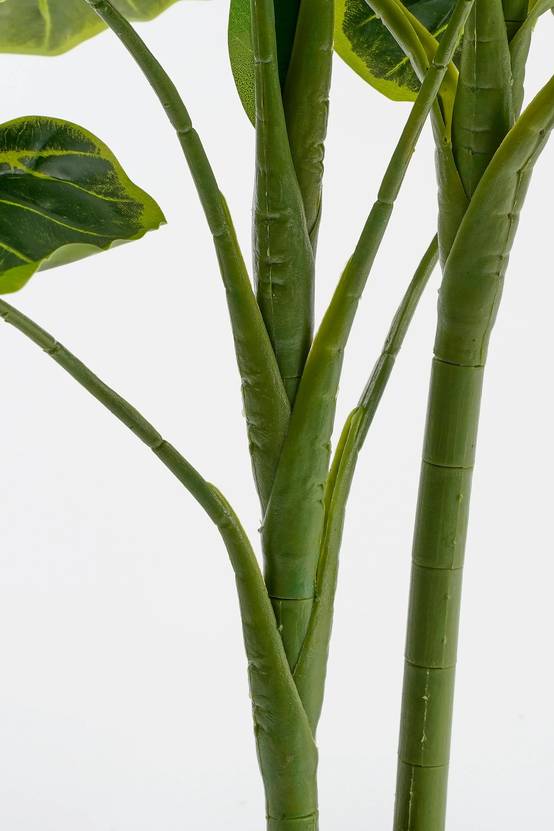 Alocasia en Pot - MICA DECORATIONS - Image 4