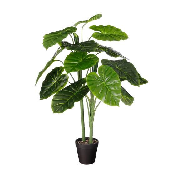 Alocasia en Pot - MICA DECORATIONS - Image 3