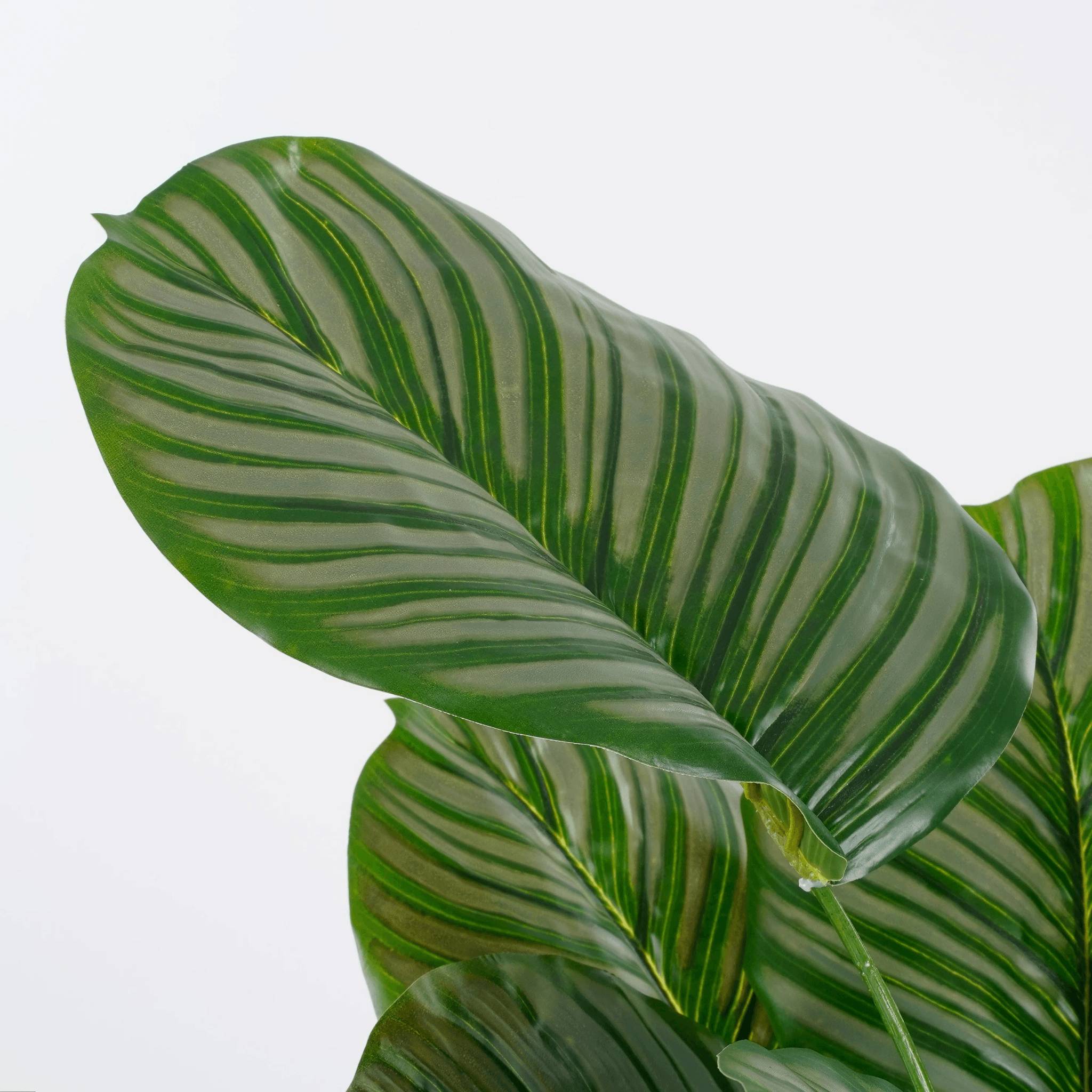 Calathea orbifolia en pot vert -polyester-Vert- h90xd60cm - Image 2
