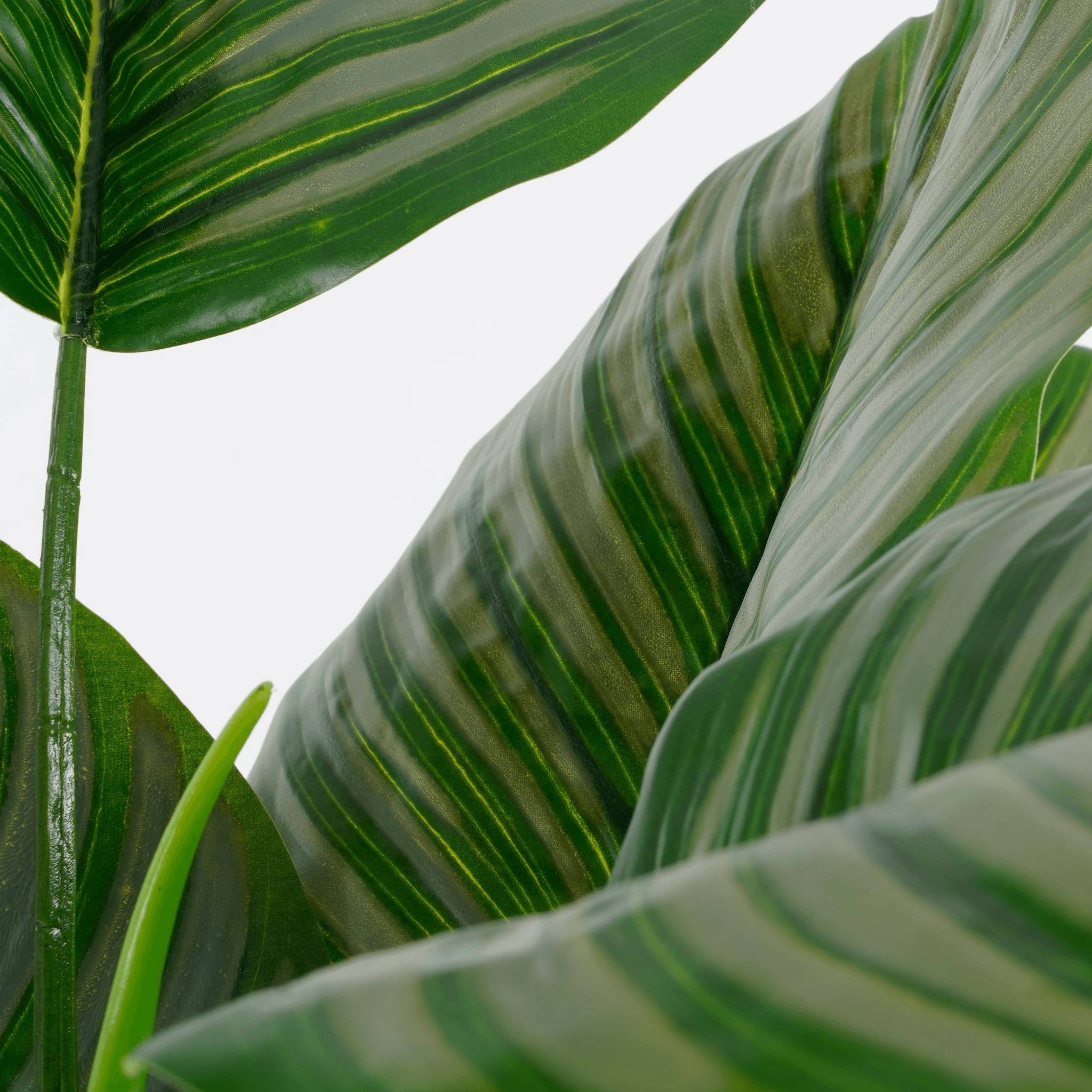 Calathea orbifolia en pot vert -polyester-Vert- h90xd60cm - Imagen 6