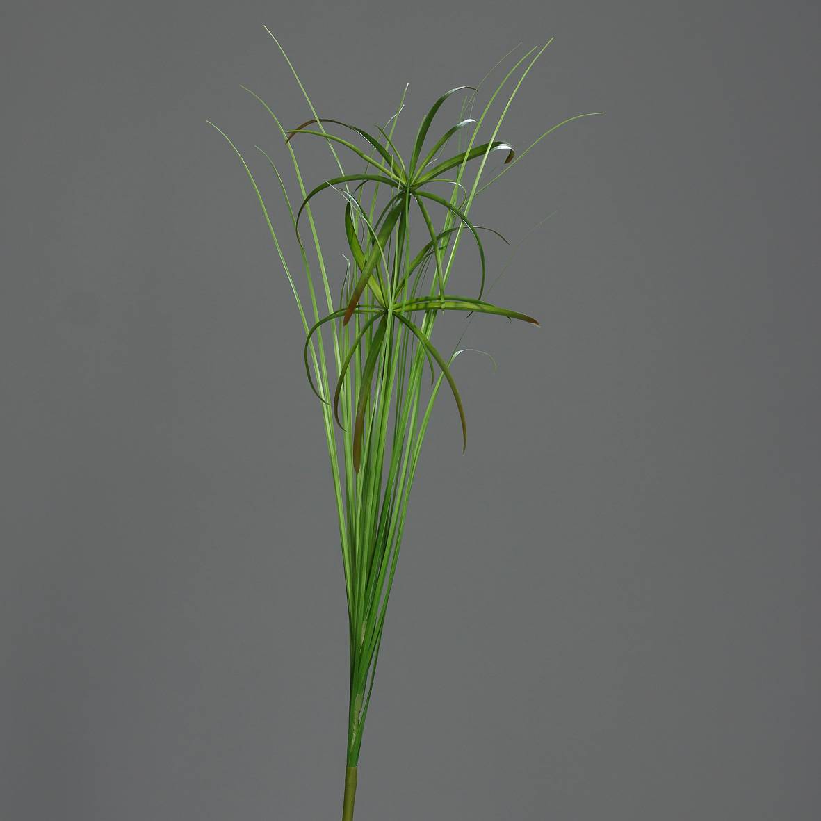 DPI - papyrus, branche, 67 cm
