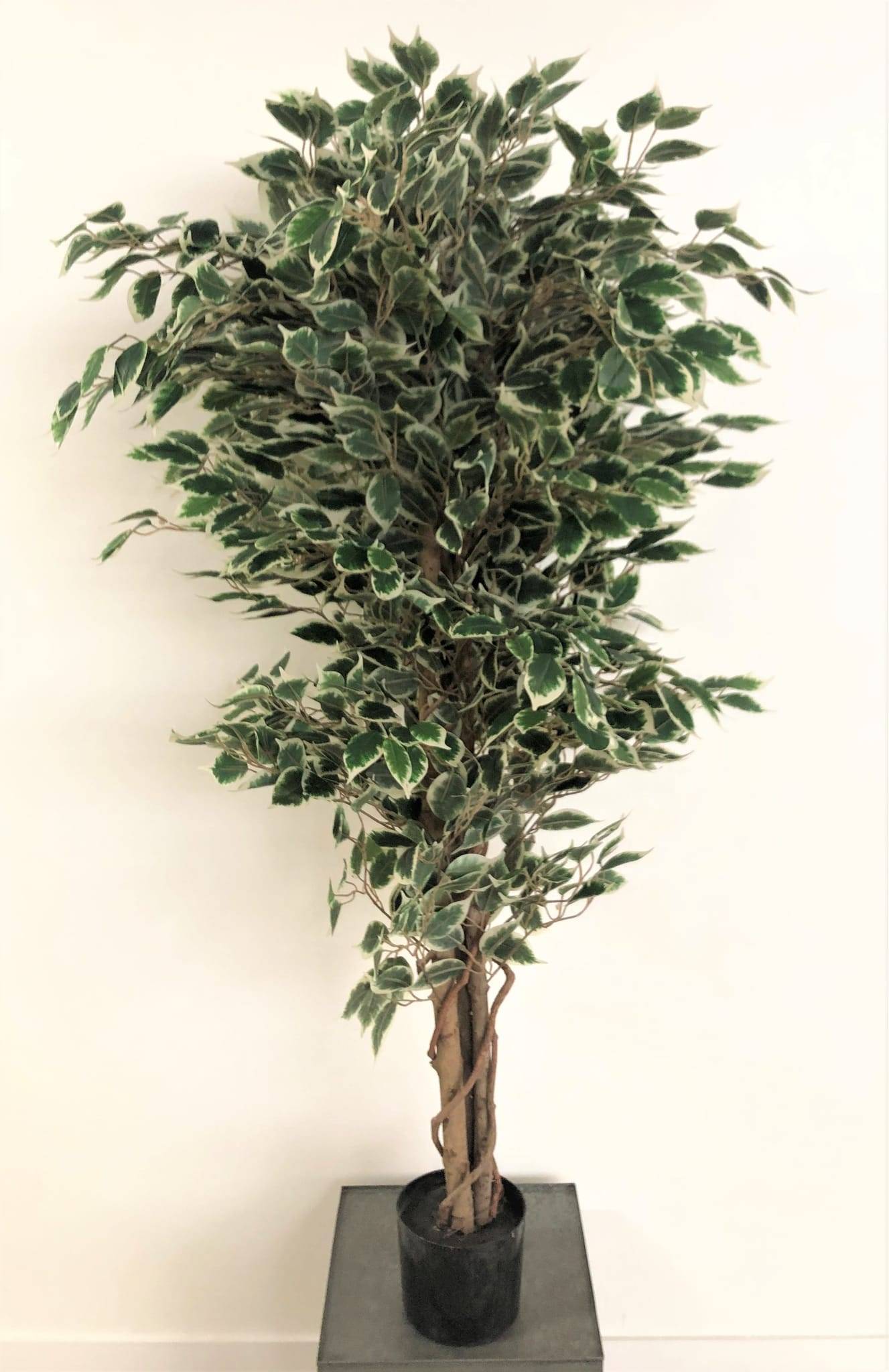 Ficus panaché artificiel 150 cm 1764 feuilles dans pot