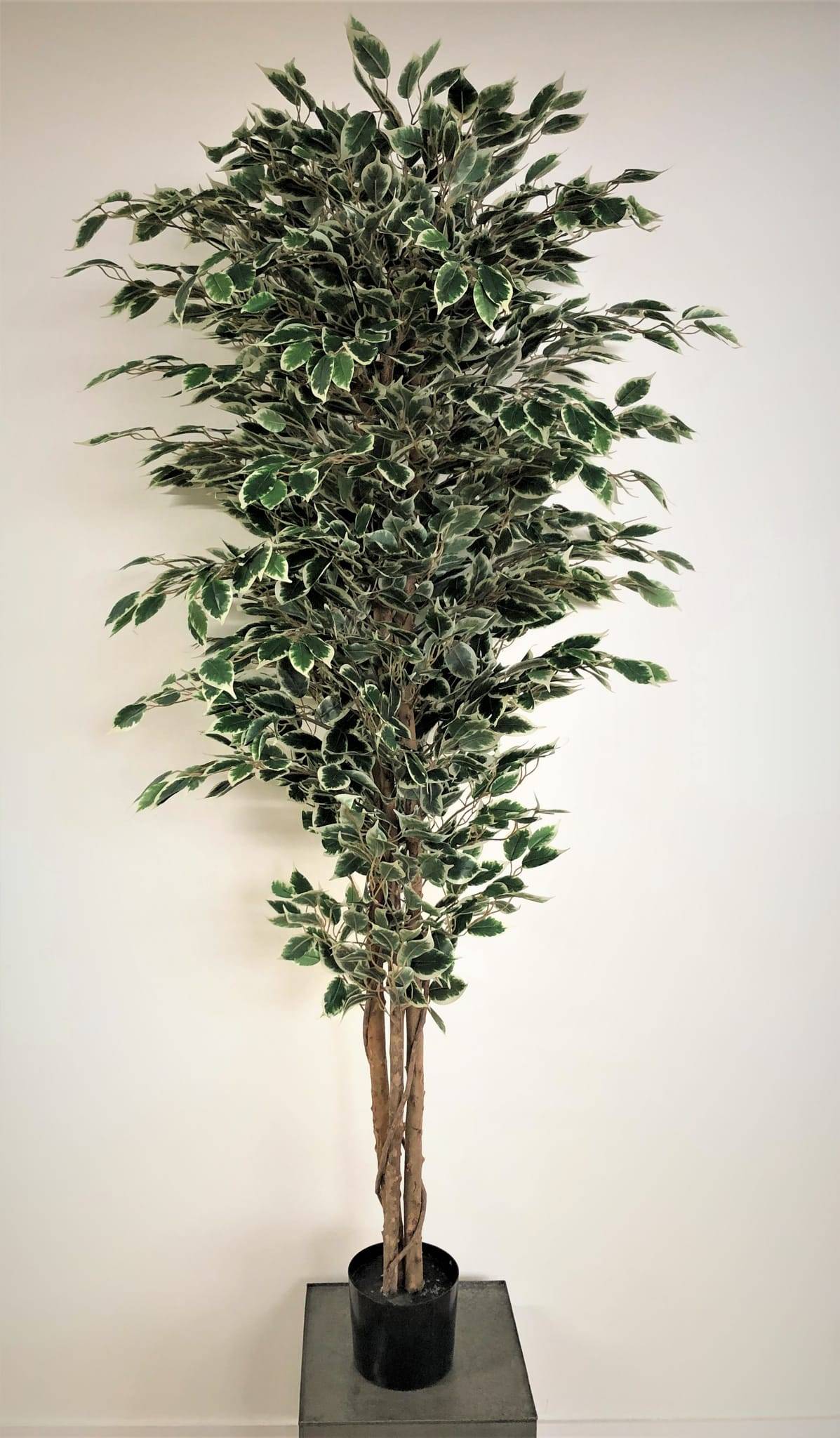 Ficus panaché artificiel 180 cm 2016 feuilles dans pot