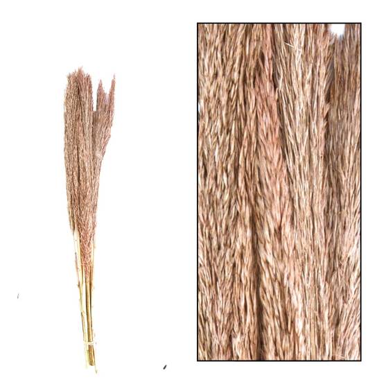 Fleurs séchées Pampas H.75 cm
