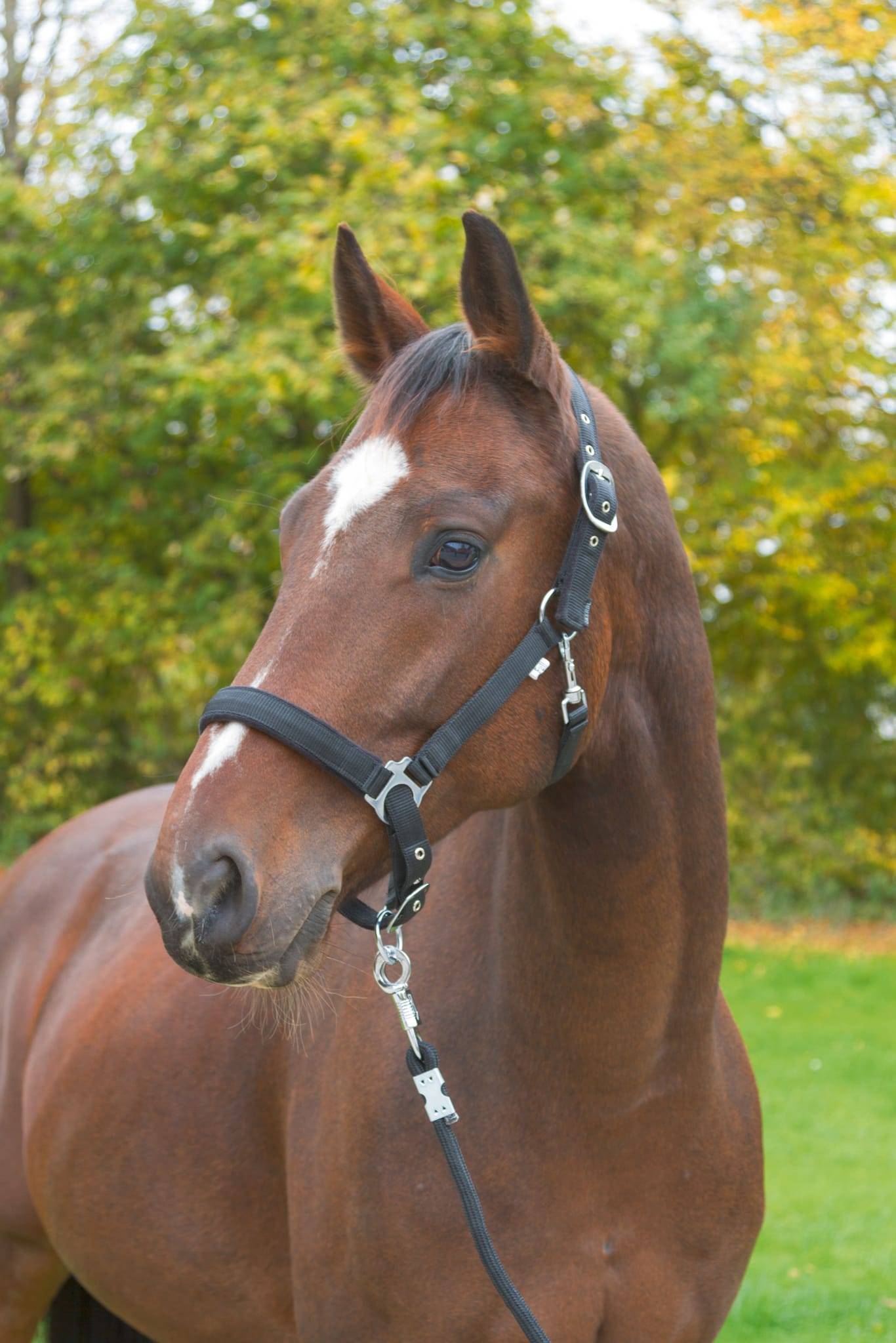 Licol Dexter avec doublure polaire, noir, Cob