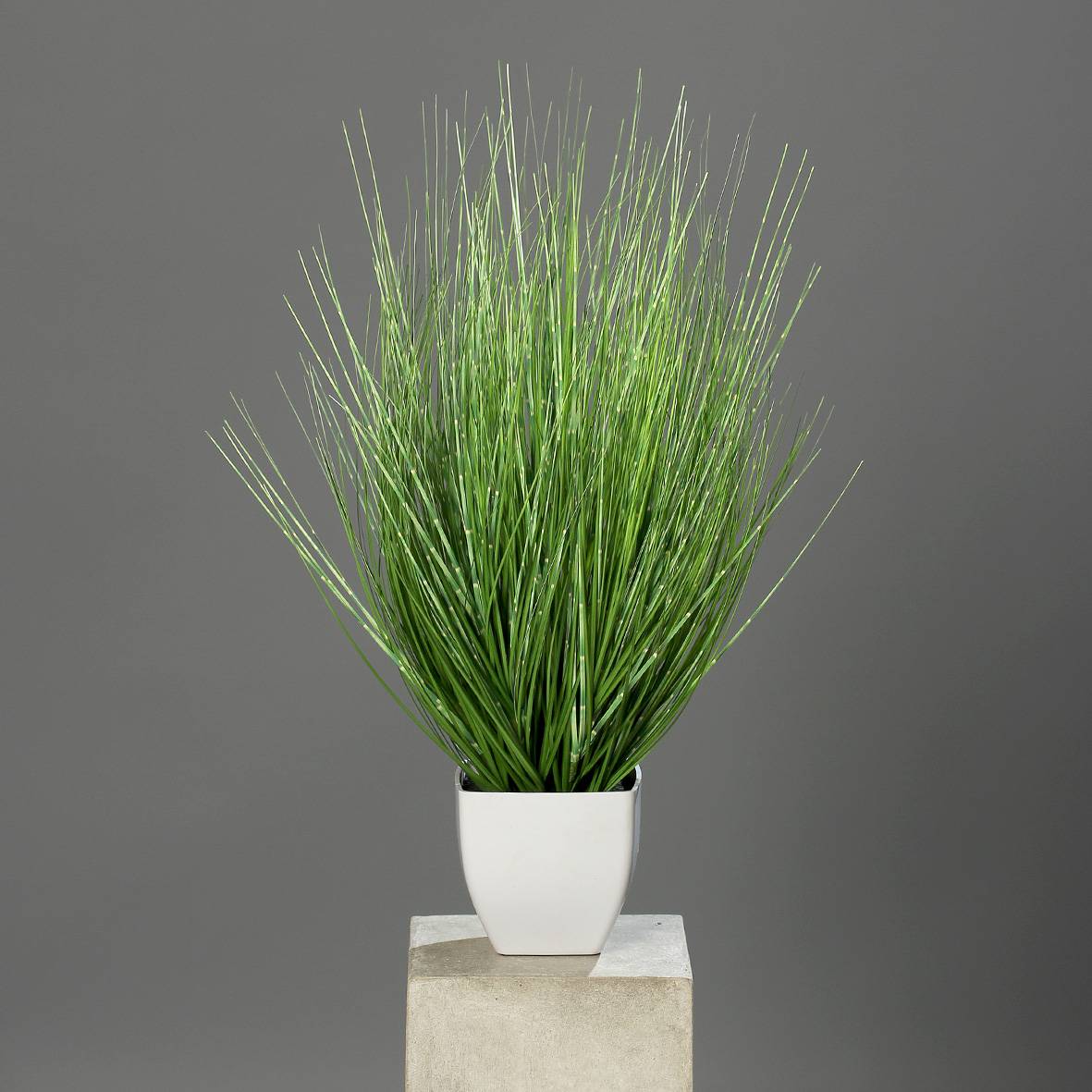 DPI - roseau des sables en pot, 60 cm