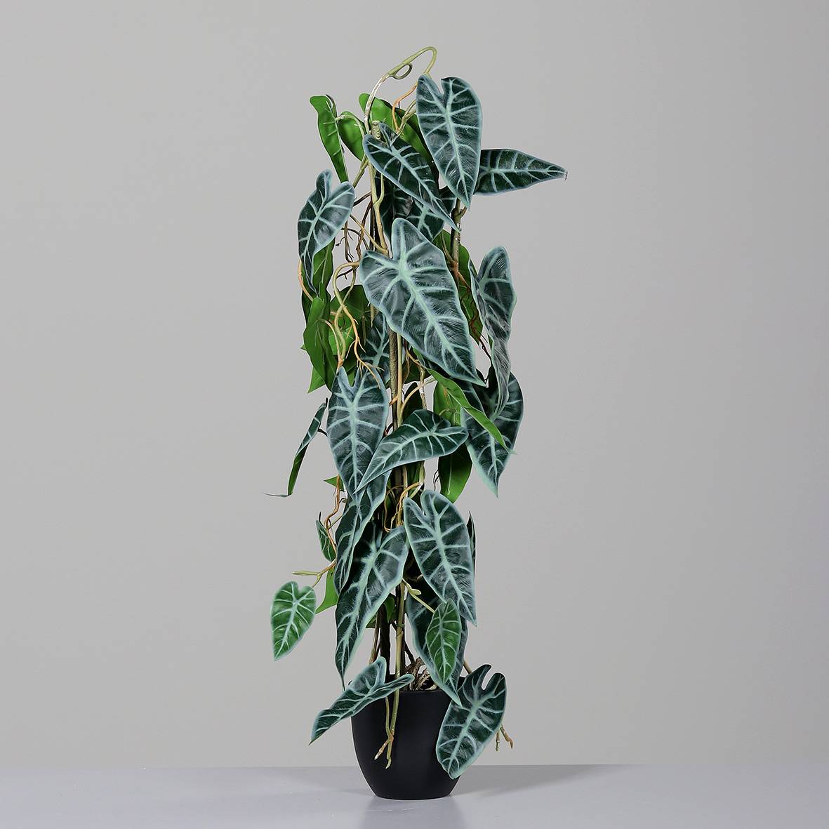 DPI - alocasia, vrille, en pot plastique noir, 80 cm