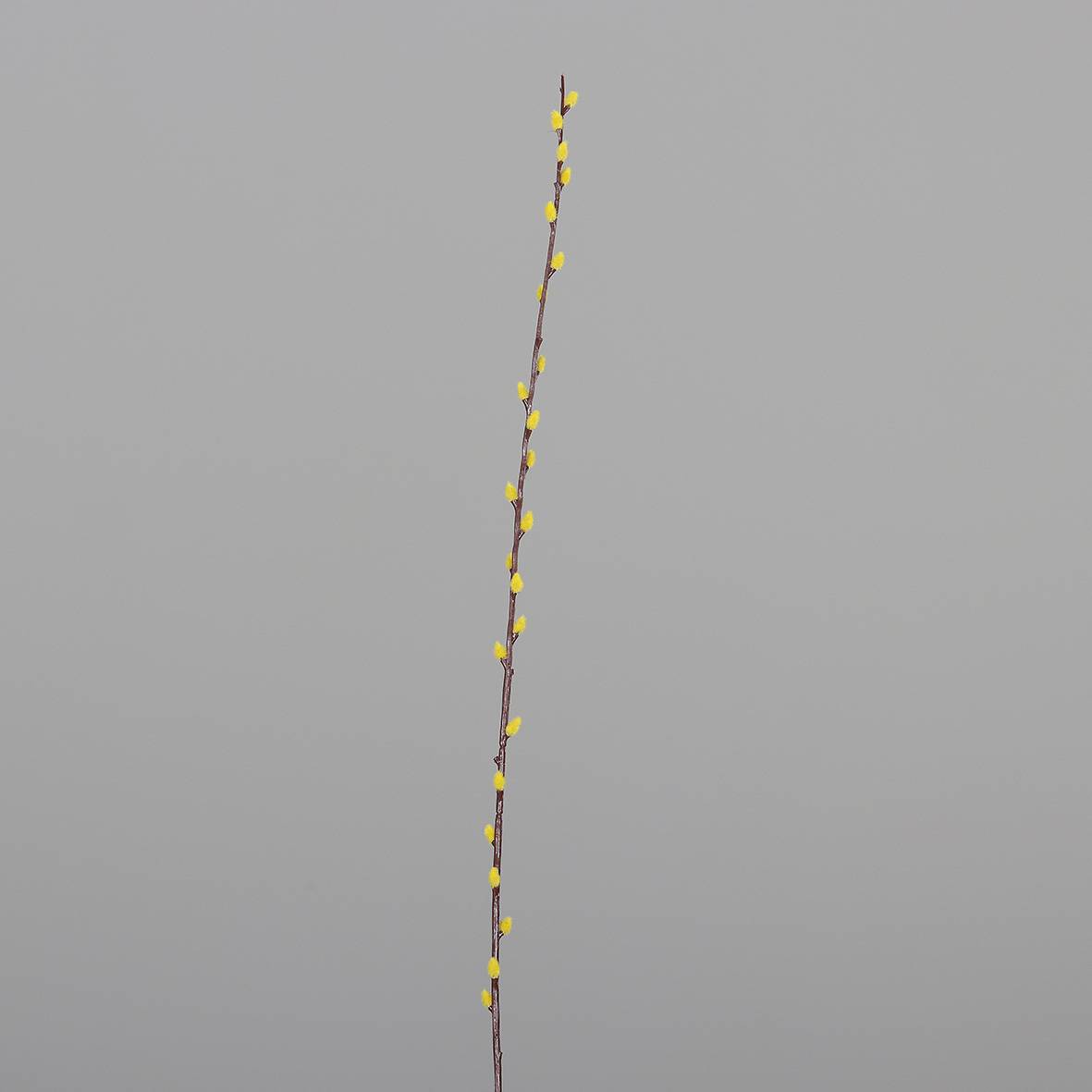 DPI - chaton de saule, branche, 100 cm, jaune