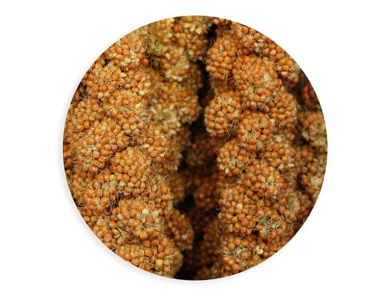 Tyrol - Millet roux en grappes friandise oiseaux 200g – TYROL
