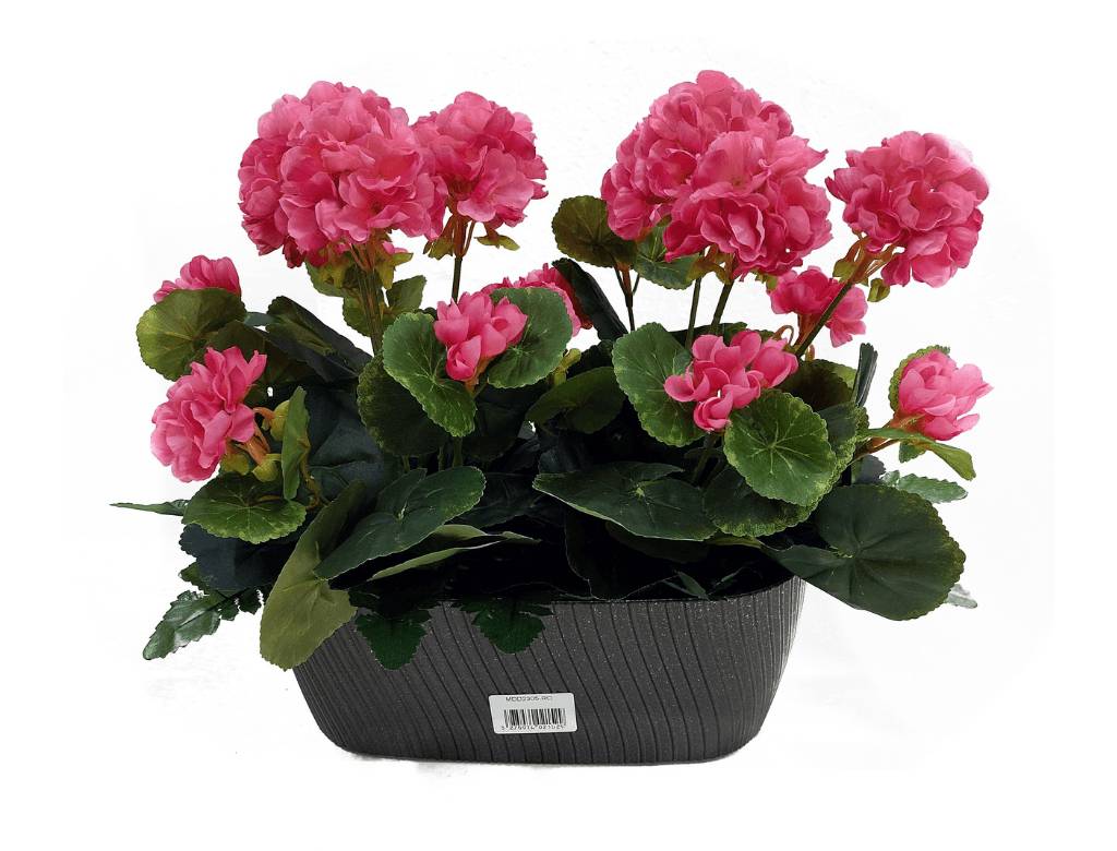 Marque Blanche et Economique - Jardinière de géraniums rouges H.30 cm