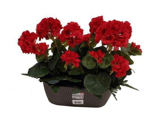 Marque Blanche et Economique - Jardinière de géraniums rouges H.30 cm