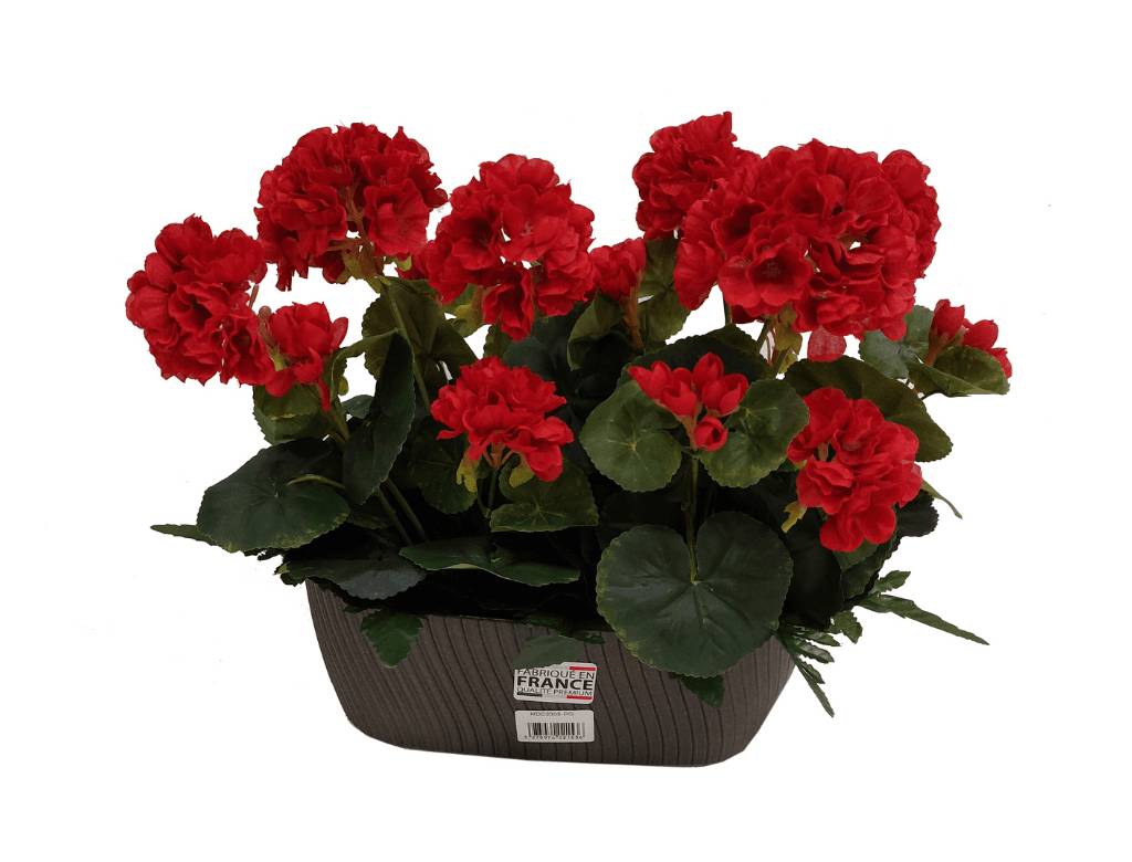 Marque Blanche et Economique - Jardinière de géraniums rouges H.30 cm
