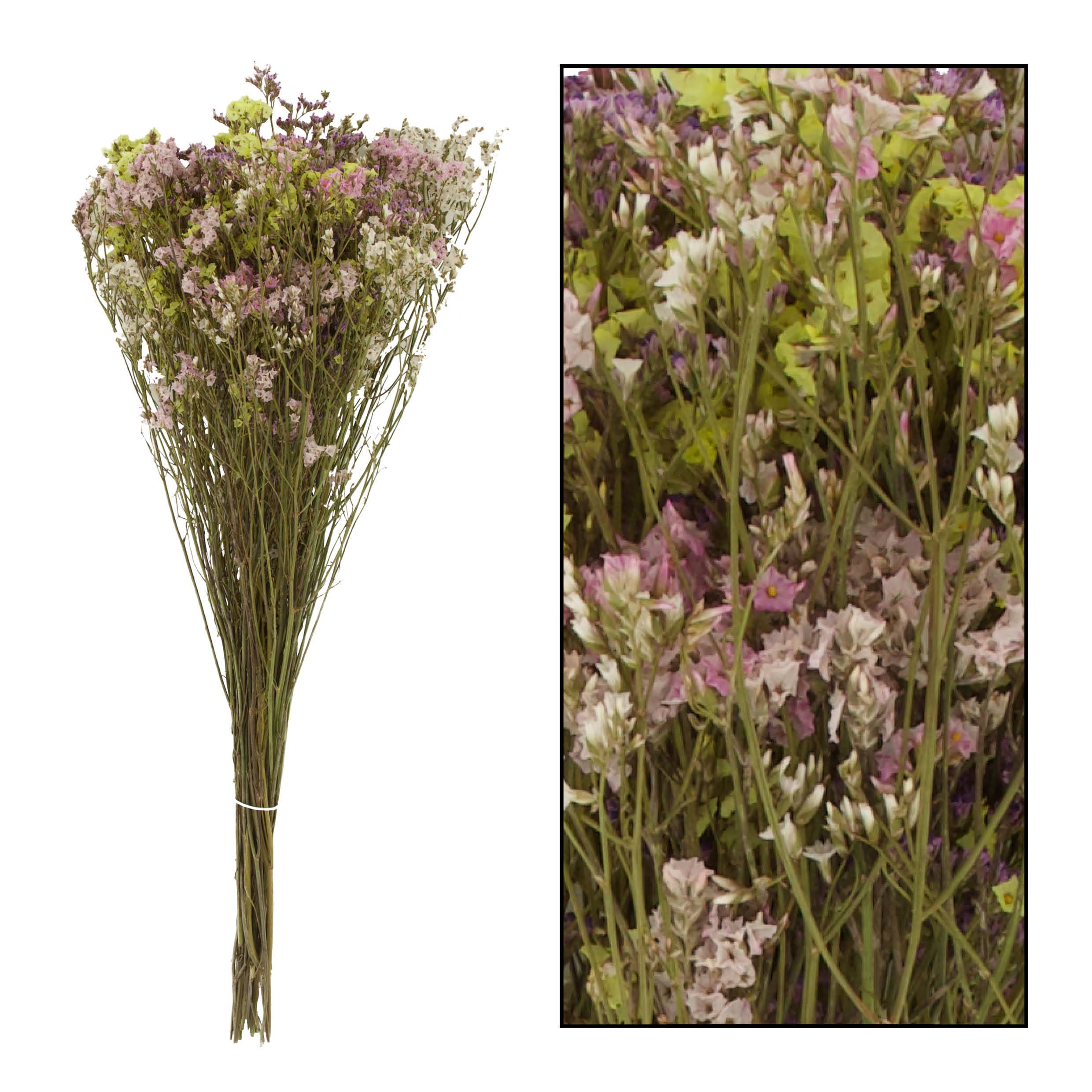 LIMONIUM