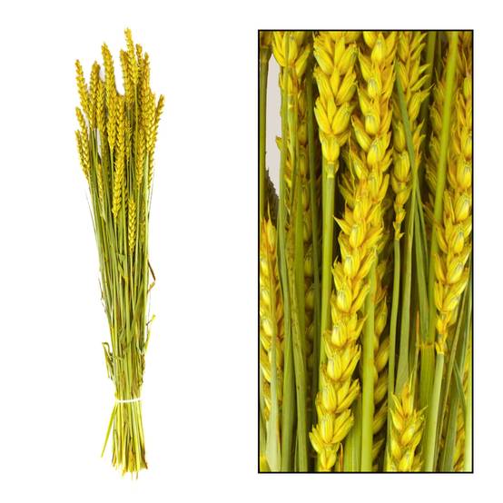 TRITICALE 66CM