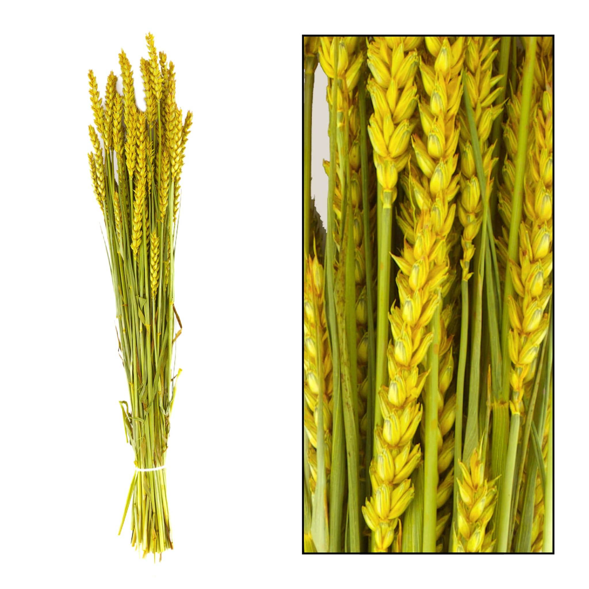 TRITICALE 66CM