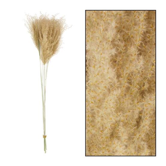 MISCANTHUS NATURE 70CM