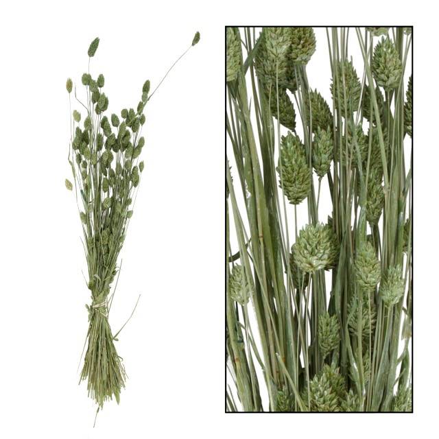 PHALARIS