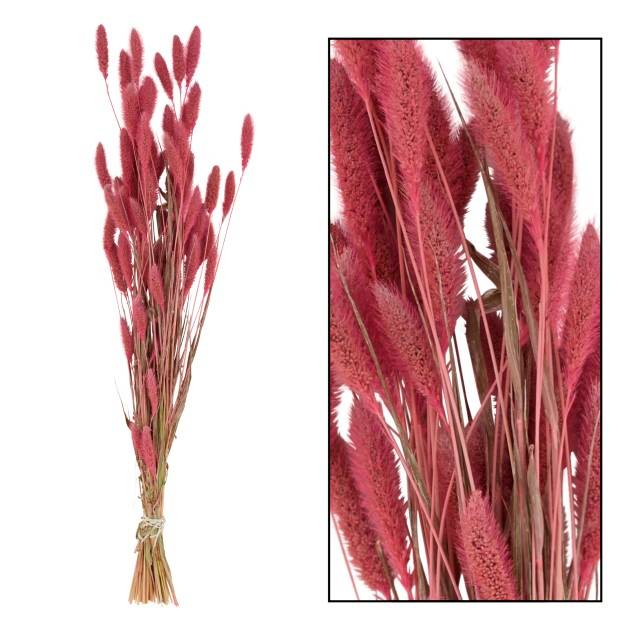 SETARIA 66CM