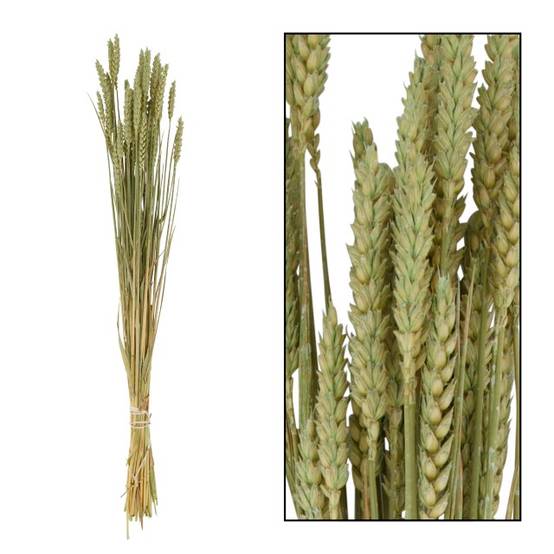 TRITICUM NATURE 70CM