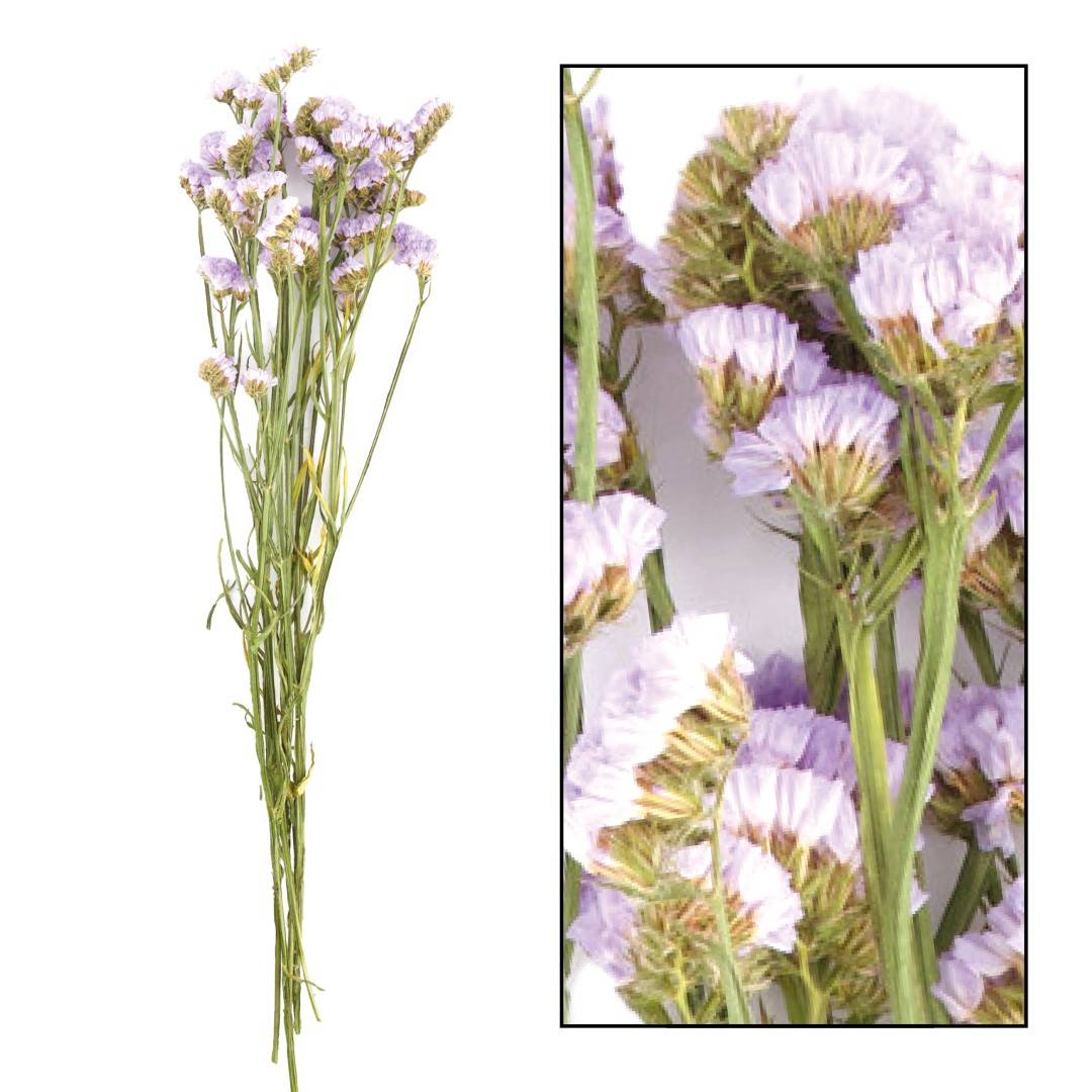 STATICE SINUATA