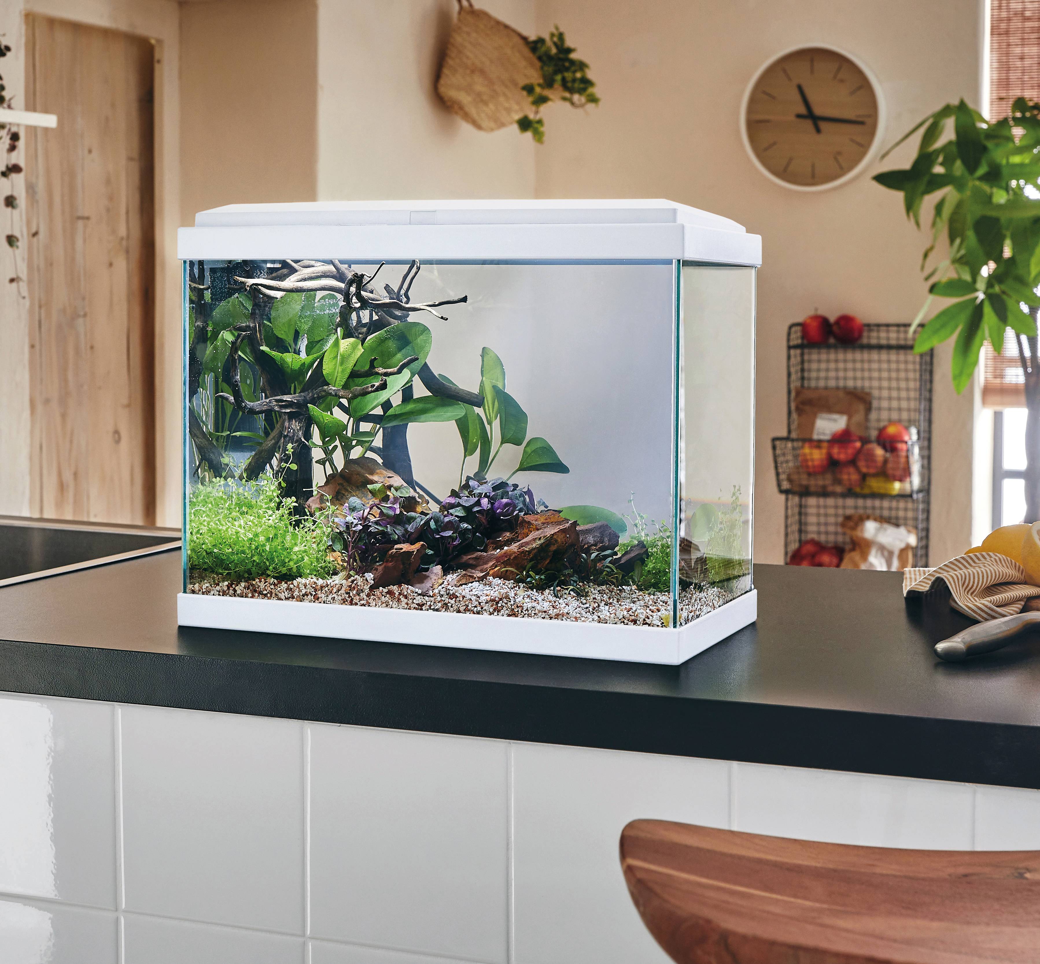 Pure Family - Aquarium pour poisson Fresh 40 blanc 20 L - Pure Family