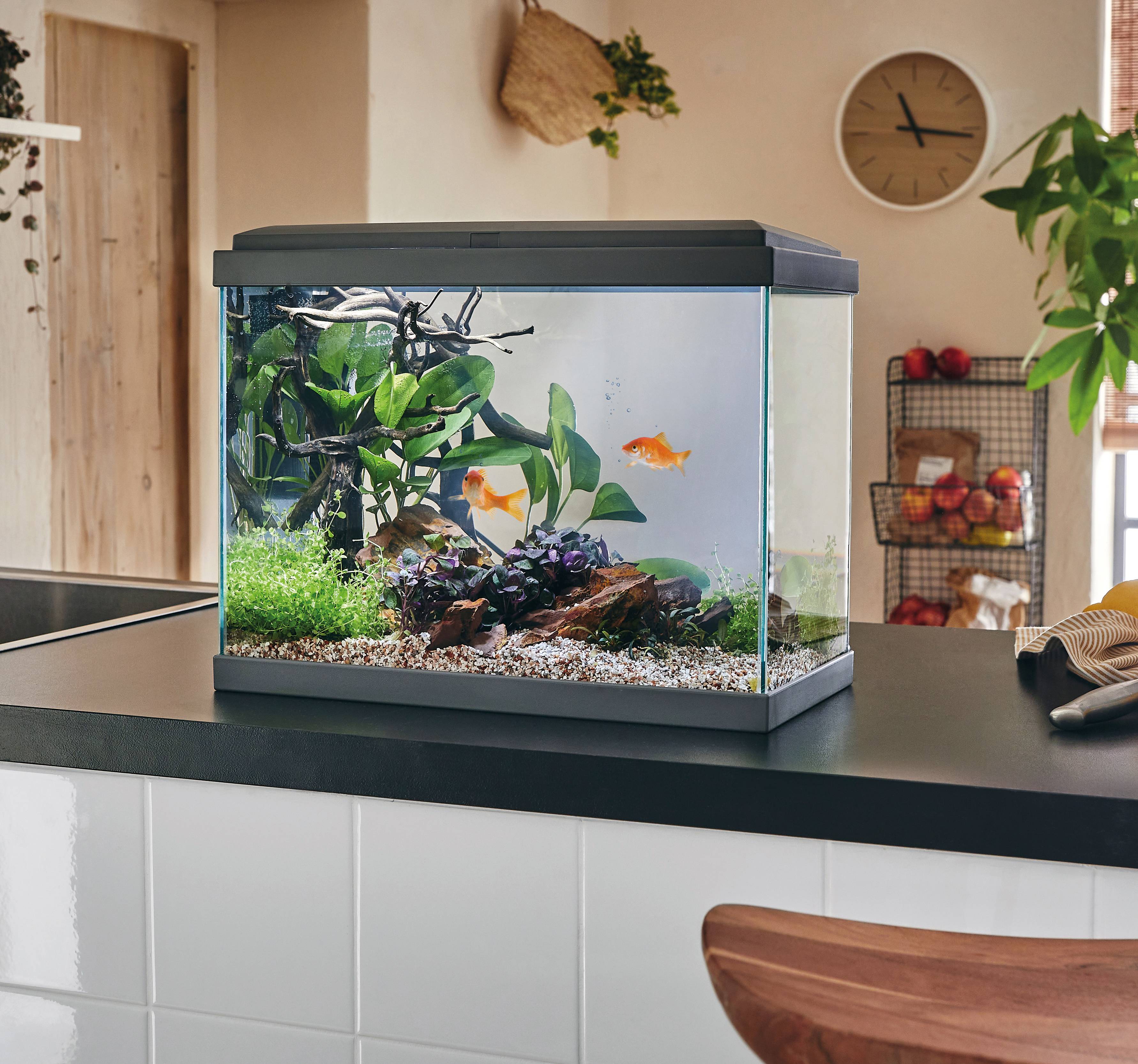 Pure Family - Aquarium pour poisson Fresh 40 gris 20 L - Pure Family - Imagen 1
