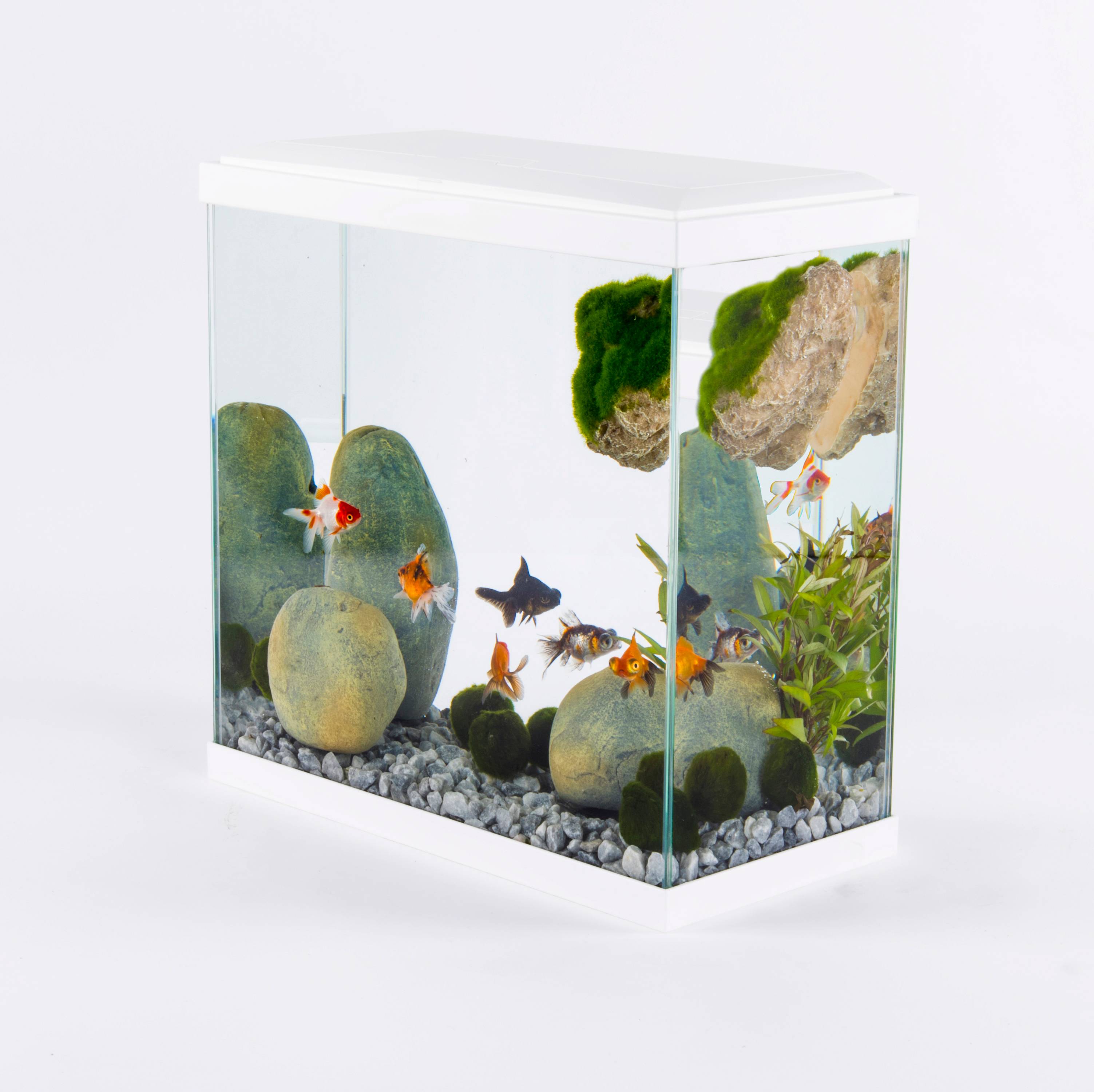Pure Family - Aquarium pour poisson Fresh 40 XL Led blanc 25 L - Pure Family - Image 10