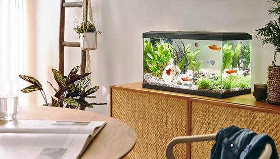 Pure Family - Aquarium pour poisson Tropical 60 gris 48 L - Pure Family - Image 4