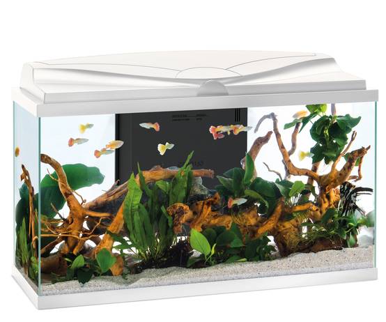 Pure Family - Aquarium pour poisson Tropical 80 Blanc 81L - Pure Family - Image 10