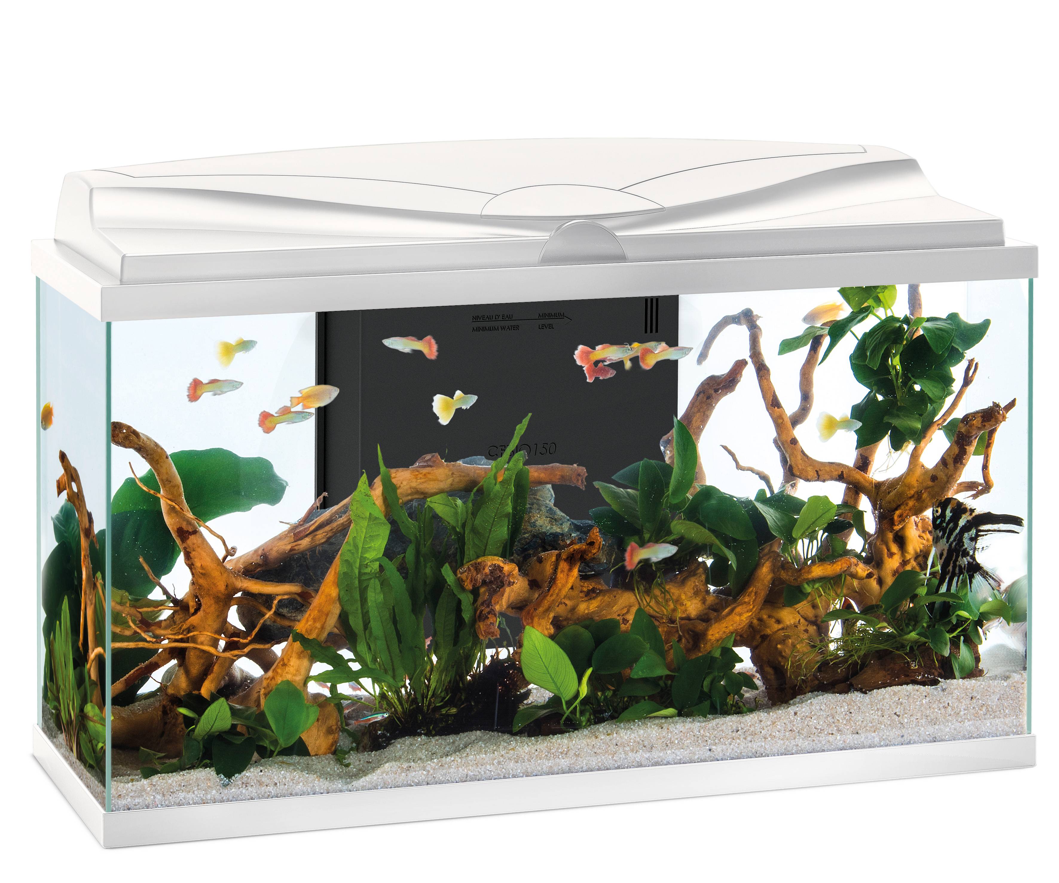 Pure Family - Aquarium pour poisson Tropical 80 Blanc 81L - Pure Family - Imagen 10