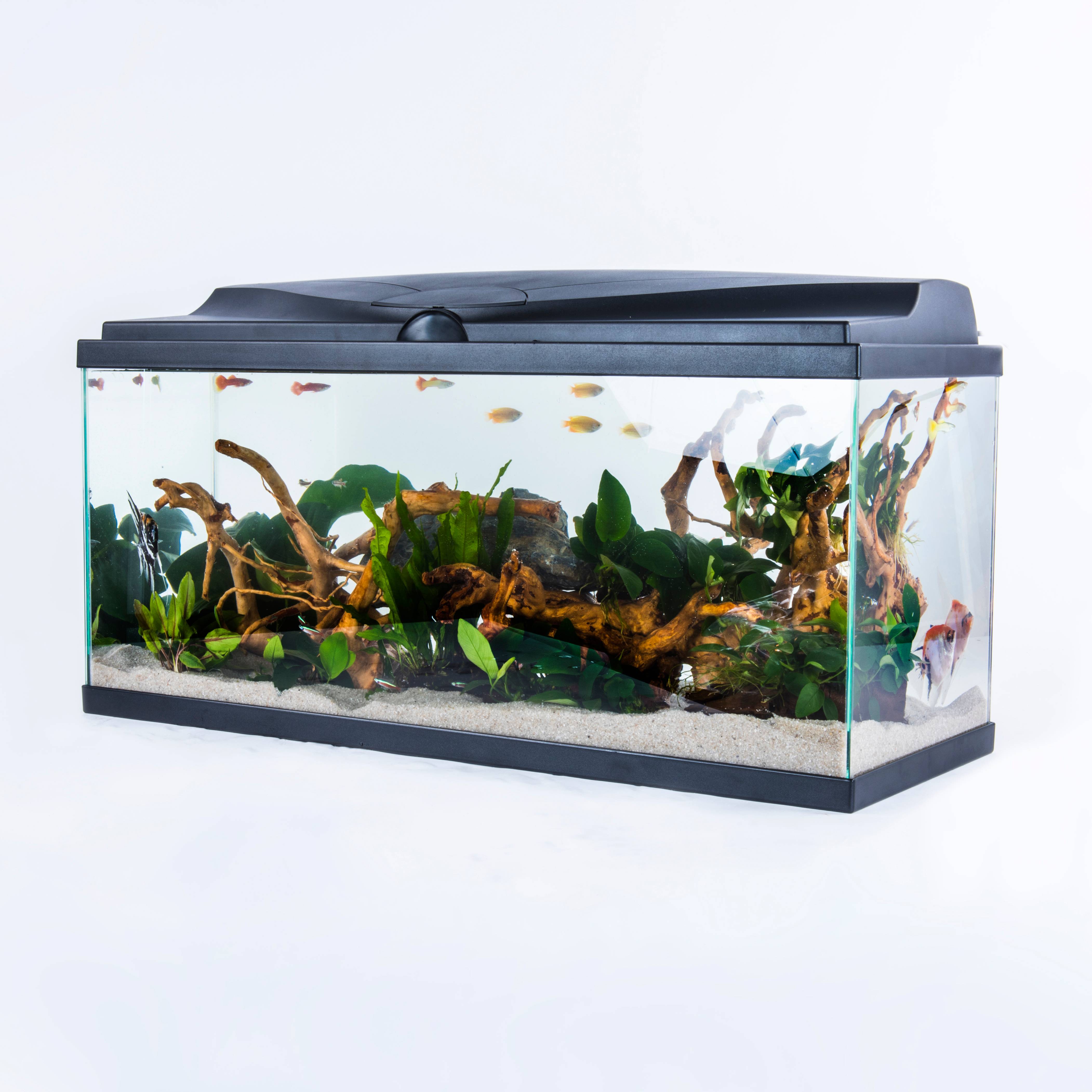 Pure Family - Aquarium pour poisson Tropical 80 noir 74 L - Pure Family - Imagen 11