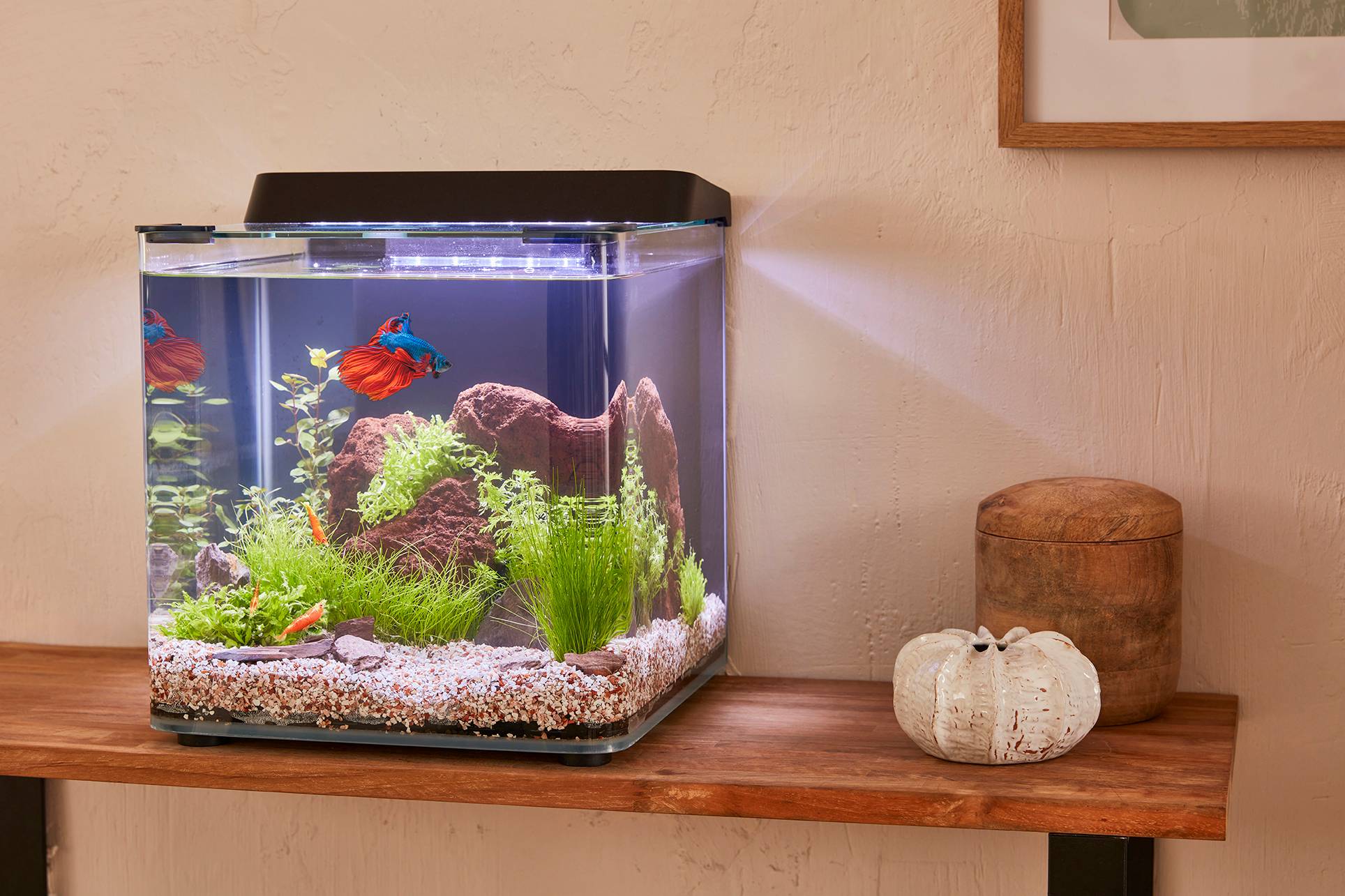 Pure Family - Nano Aquarium Harmonie 20L - Pure Family - Image 4