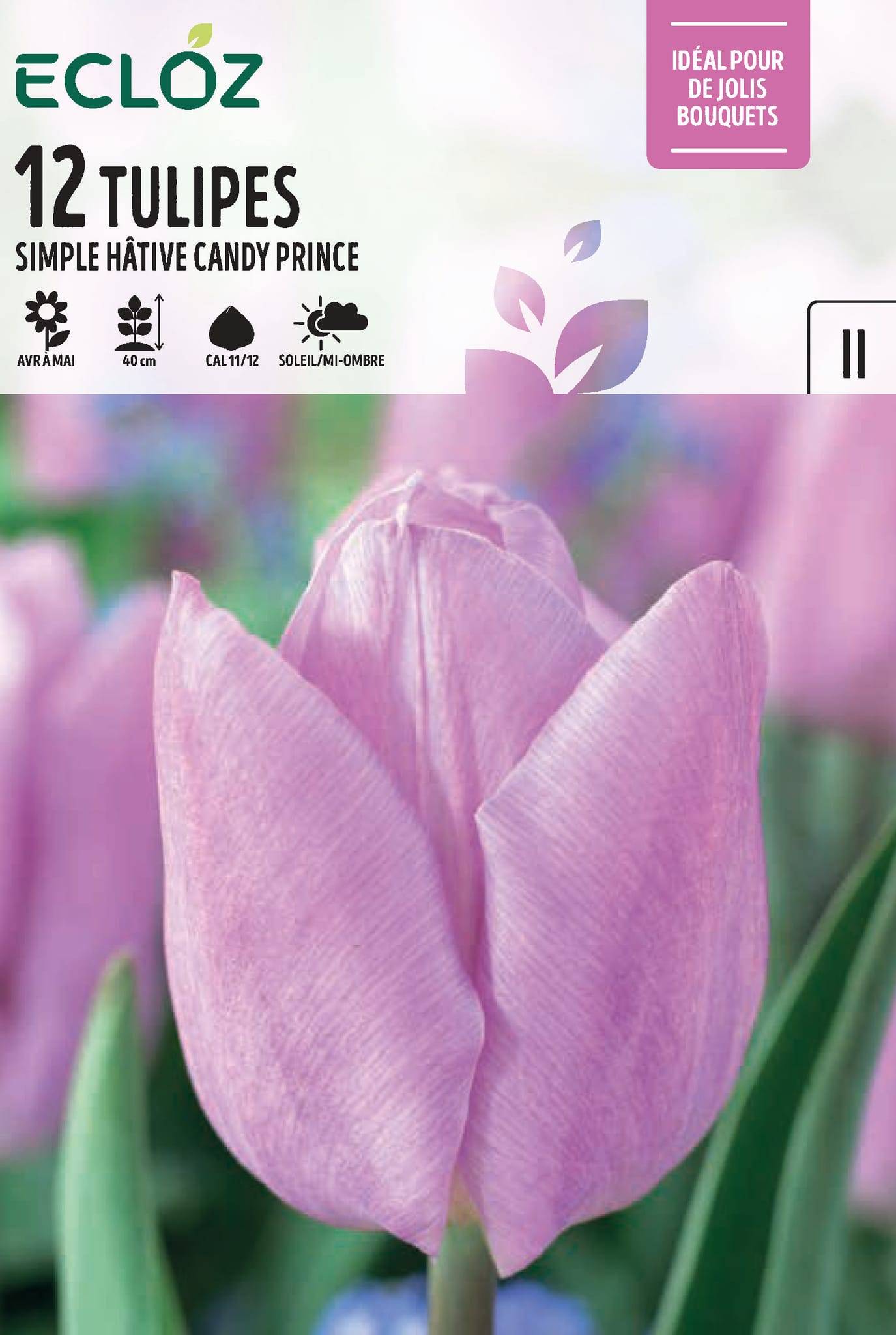 Ecloz - Bulbes De Tulipes Simples Hâtives Candy Prince X12 11/12 – ECZ