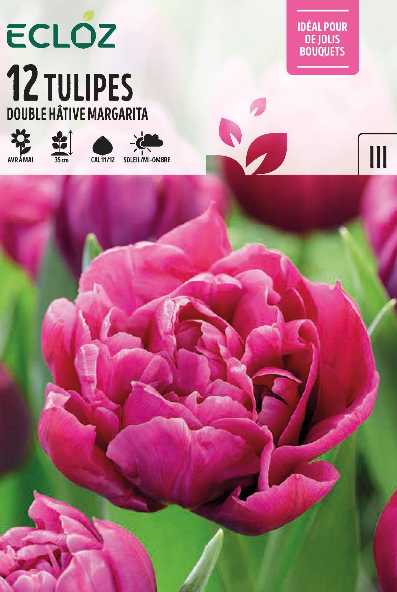 Ecloz - Bulbes à Fleurs Tulipe Double Hâtive Margarita Calibre 11/12 x12 – ECLOZ
